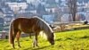 Табу на конину в Европе объясняют благородством лошадей