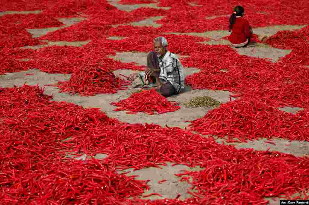 A man removes stalks from red chili peppers at a farm in the village of Shertha on the outskirts of Ahmedabad, India. (Reuters/Amit Dave)