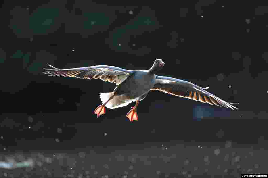 A goose flies in St James&#39;s Park, London. (Reuters/John Sibley)