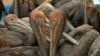 Brown pelicans found off the Louisiana coast, coated in oil from the BP Deepwater Horizon spill in the Gulf of Mexico, wait in a holding pen for cleaning in Buras, Louisiana. Photo by Saul Loeb (AFP)