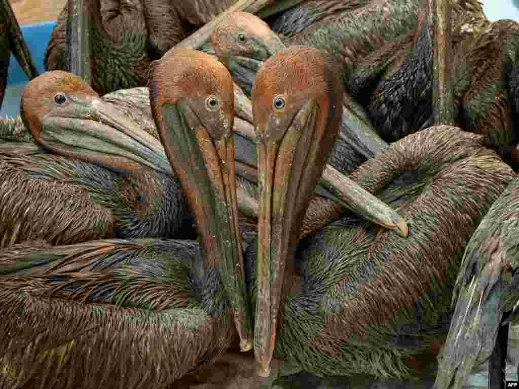 Brown pelicans found off the Louisiana coast, coated in oil from the BP Deepwater Horizon spill in the Gulf of Mexico, wait in a holding pen for cleaning in Buras, Louisiana. Photo by Saul Loeb (AFP)