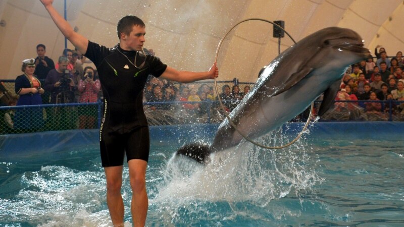 Прокуратура обнаружила нарушения в алуштинском дельфинарии