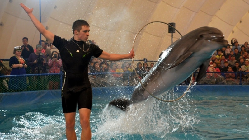Власти Ижевска согласовали митинг против передвижных дельфинариев