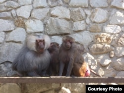В мае 2015 года в ялтинском зоопарке "Сказка" прокуратура и ветеринары усыпили обезьян