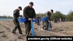 Лукашэнка з сынам Мікалаем садзіць дрэвы ў аграгарадку Ляскавічы Петрыкаўскага раёна падчас суботніку, 25 красавіка