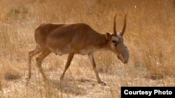 The saiga antelope is considered a critically endangered species.