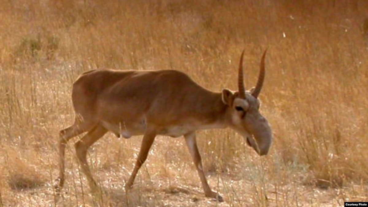 Disease Threatens Mongolia's Saiga Antelope Population