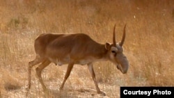 A saiga antelope, with its signature snout