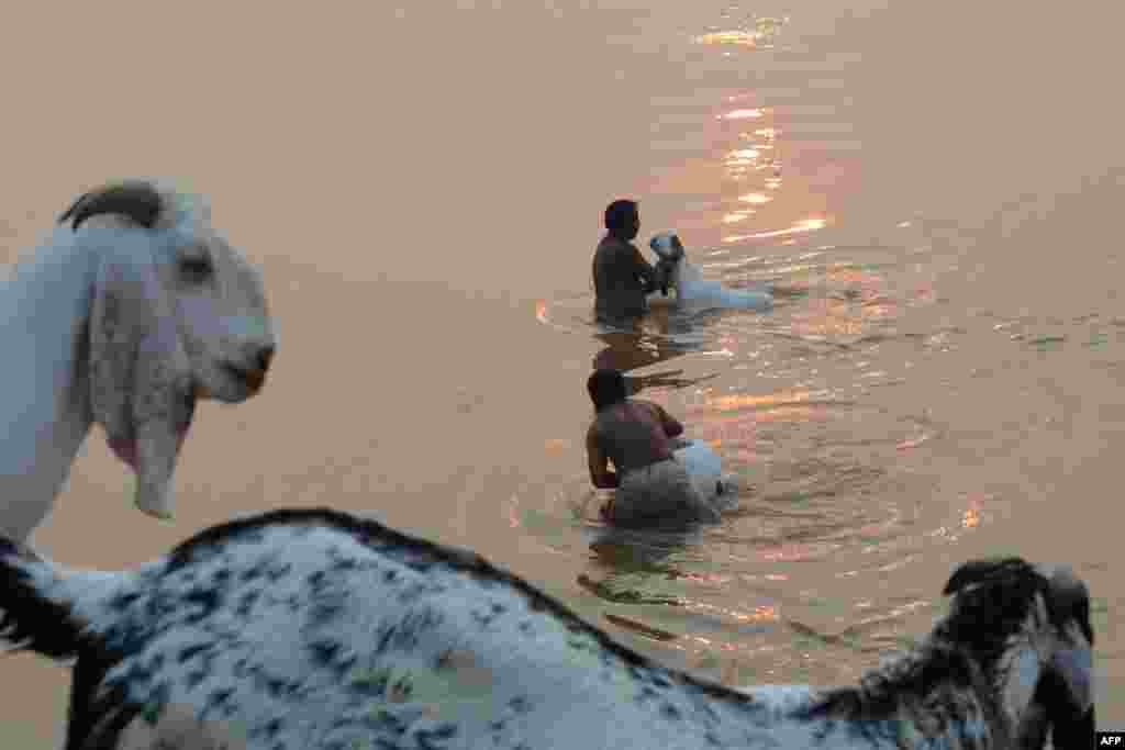 Pakistani livestock traders wash their goats in a river near an animal market ahead of the Muslim festival Eid al-Adha in Lahore on October 10. (AFP/Arif Ali)