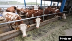 Armenia - A cattle farm in the Vayots Dzor province, 29May2015.