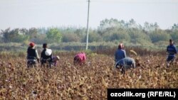 Школьники на уборке хлопка в Самаркандской области Узбекистана. Октябрь 2014 года.