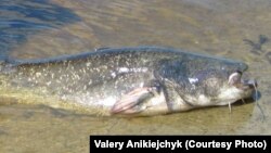 One of the Prypyat River's storied catfish