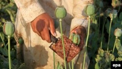 Збирання сировини для виробництва героїну, Афганістан, квітень 2015 року
