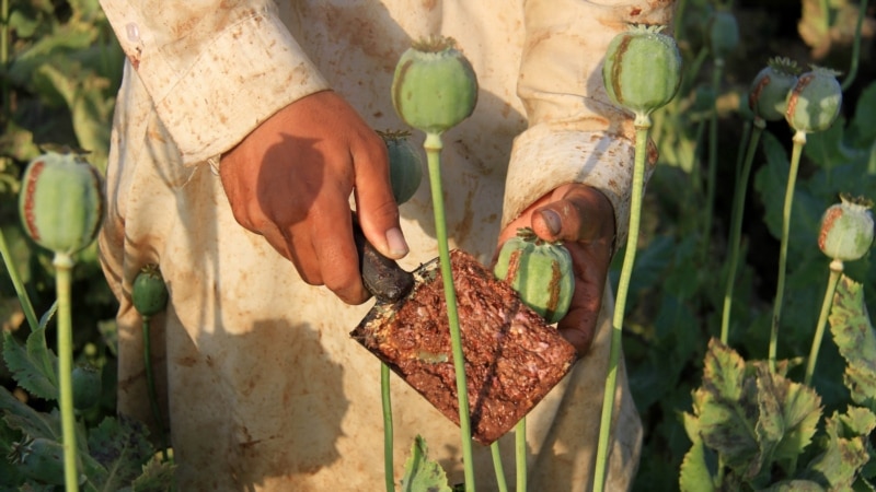 میانمار د افغانستان پر ځای د مخدره موادو ستر تولیدونکی هېواد اعلان شو