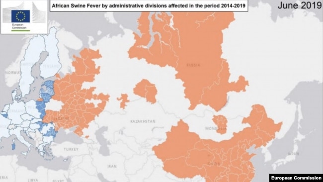 Разпространение на Африканската чума по свинете