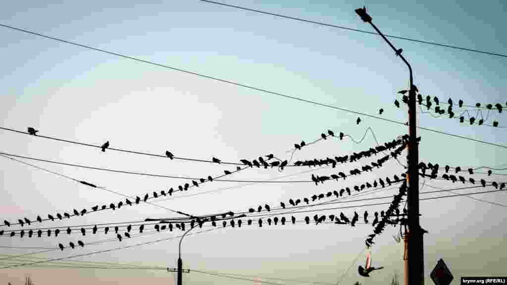Сотни голубей &laquo;облюбовали&raquo; электропровода на центральном рынке Симферополя