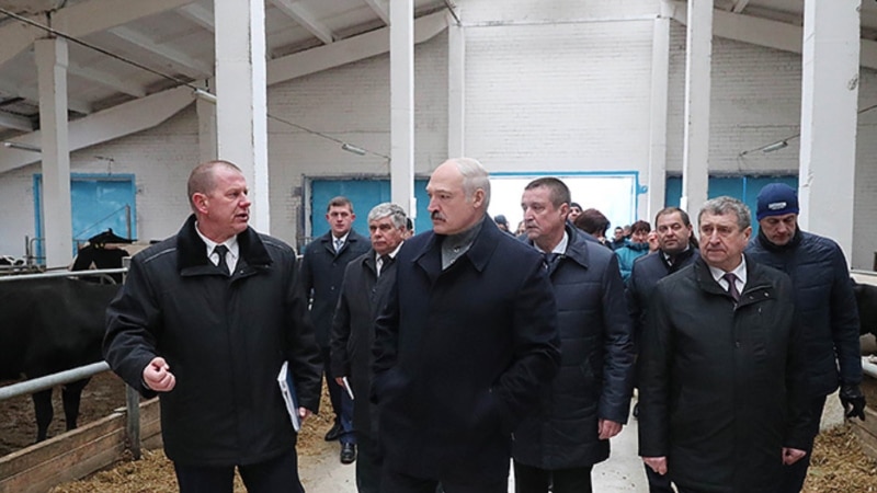 Пасьля абурэньня Лукашэнкі бруднымі каровамі распачата крымінальная справа 