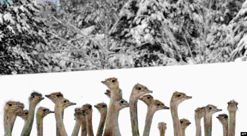 Ostriches crowd an open-air cage at an ostrich farm in the Belarusian village of Kozishche, some 300 kilometers southwest of Minsk. (AFP/Viktor Drachev)