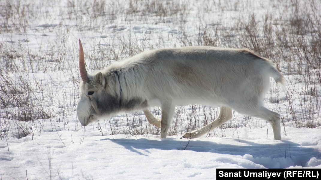 Көз пішіні сексуалдық
