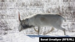 Самец сайгака (рогач) в питомнике по изучению сайги в Таскалинском районе. Западно-Казахстанская область, 4 марта 2017 года. 