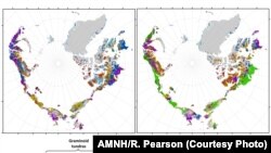 Vegetation in Arctic, AMNH/R. Pearson