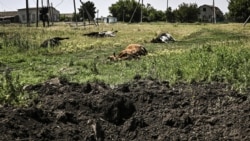 Grătare în biserică | Soldații ruși au mâncat 100 de vaci și au furat utilajele unui fermier ucrainean