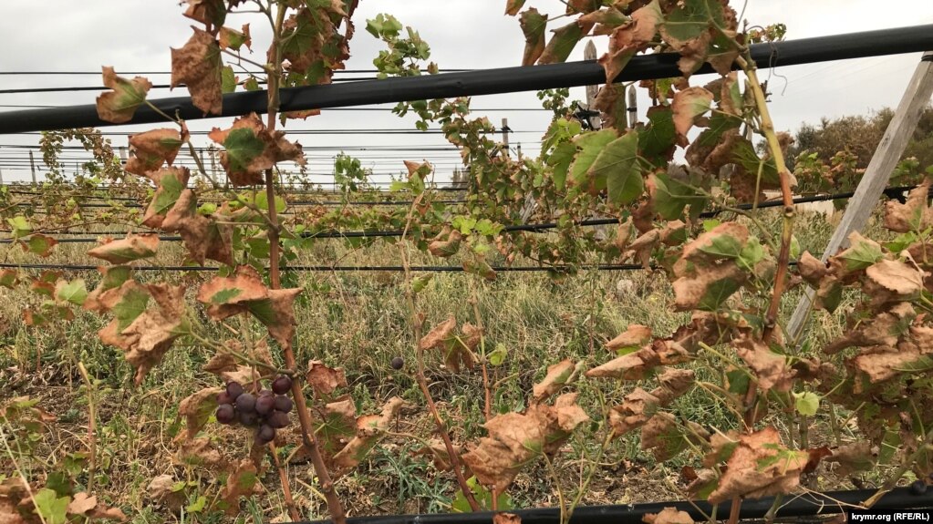 Виноградники под Армянском, 6 сентября 2018 год