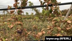 Виноградник в Армянске, пострадавший от токсичных выбросов. 6 сентября 2018 года