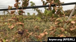 Виноградник в Армянську, що постраждав від токсичних викидів. 6 вересня 2018 року