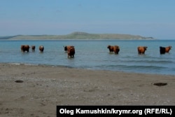 Коровы на пустующем крымском пляже