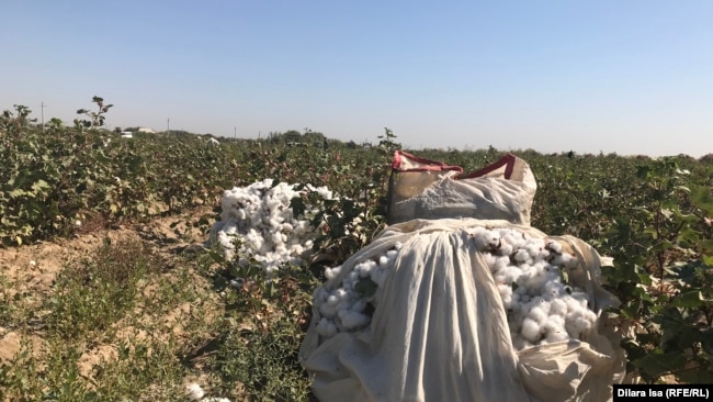 Мешки с собранным сырцом. Туркестанская область, 2 октября 2018 года.