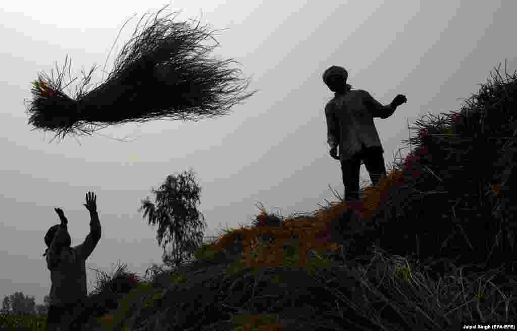 Indian farmers work on the rice harvest in a field near the India-Pakistan international border about 25 kilometers from Jammu. (epa-EFE/Jaipal Singh)