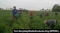 Українські заробітчани, які працюють в аграрному секторі Польщі. Фото 2017 року