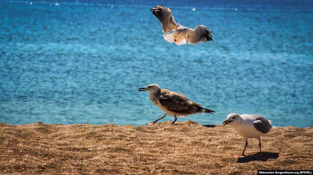 Чайки на берегу Черного моря