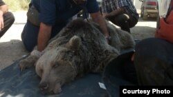 خرس قهوه‌ای نجات داده شده