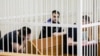 Падсудныя сяржанты падчас суду ў справе аб гібелі салдата Коржыча. Менск, 8 жніўня 2018 году