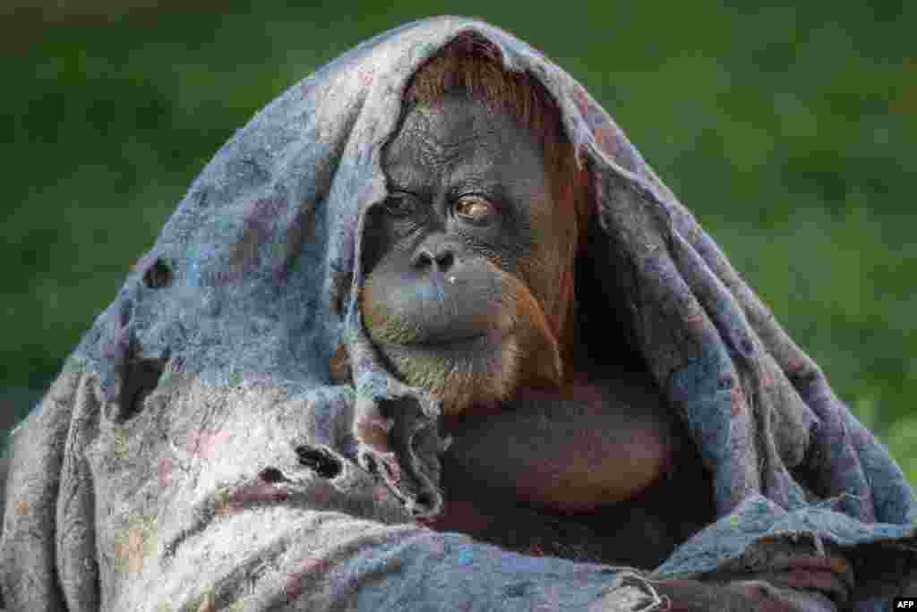 Орангутанг согревается от холода под одеялом в зоопарке Рио-де-Жанейро.