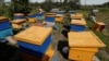 Гибель пчел в Крыму: пчеловоды подсчитывают убытки