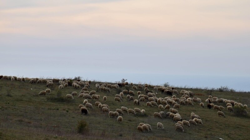 В Крыму начался сезон стрижки овец