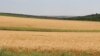 Bulgaria: subvențiile europene și „oligarhii agricoli”