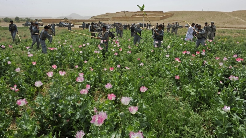 افغان حکومت له مخدره موادو سره د مبارزې هر اړخیزه ستراتېژي وړاندې کړه 
