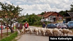 Sheep headers on the main street in Busavate, a poor village in the picturesque wooded valleys of eastern Kosovo.