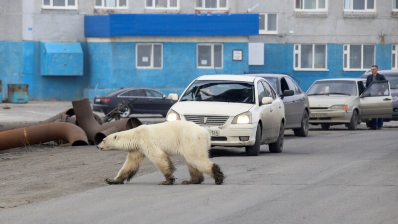 Гладна бела мечка фатена на 800 километри од живеалиштето во Русија
