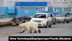 این نخستین بار طی ۴۰ سال گذشته است که یک خرس قطبی در اطراف شهر صنعتی نوریلسک دیده شده است.
