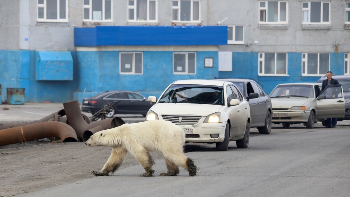 В Диксон пришёл медведь с застрявшей банкой сгущёнки во рту