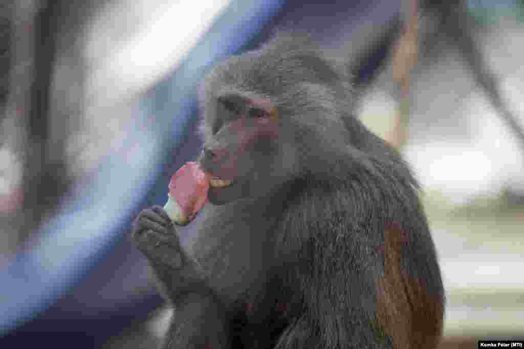 Galléros pávián jégkrémet eszik a kánikulában a Gyöngyösi Állatkertben 2021. június 17-én.
