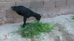 Қиссаи бузи дупо