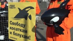 Пикет против "китовой тюрьмы"