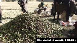 فصل برداشت حاصلات چهارمغز در بدخشان