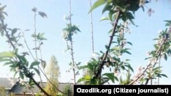 В Андижане расцвела кокандская черешня.